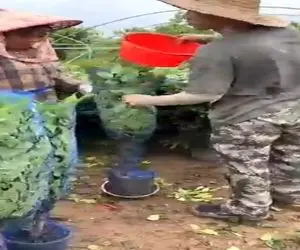 کشاورزی نوین؛ کشف روش آسون و حرفه ای برا بسته بندی گیاهان که تو اسباب کشی آسیب نبینن