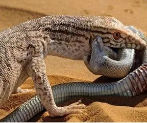 از جذابیت‌های حیات وحش؛ مار کبری خیره سر از تو دهن کومودو زبونشو نیش زد