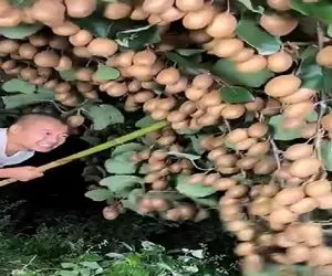 کشاورزی نوین؛ مرد از سر بیکاری رو سقفشون کیوی کاشت انقد بار داده ممکنه سقف بریزه