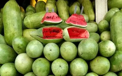 واکنش فلسفی به ادعای نماینده دومای روسیه درباره هندوانه ایرانی