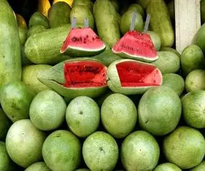 واکنش فلسفی به ادعای نماینده دومای روسیه درباره هندوانه ایرانی