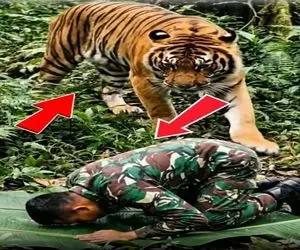 معماری طبیعت؛ ببر دید سرباز داره نماز میخونه به احترامش آروم دور شد ازش