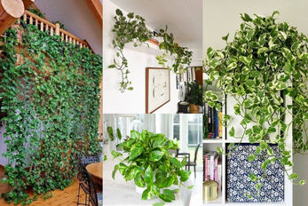 ایده تزیین با گیاه آپارتمانی پتوس / اینجوری هم خود گل خوشگلتر میشه هم فضا بی نظیر