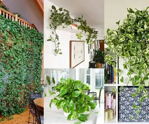 ایده تزیین با گیاه آپارتمانی پتوس / اینجوری هم خود گل خوشگلتر میشه هم فضا بی نظیر