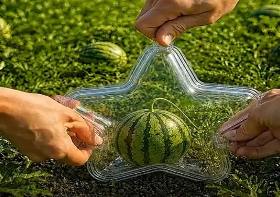 کشاورزی نوین؛ هندونه رو وقتی خیلی ریز بود انداختن تو قالب ستاره ای تحویل گرفتن