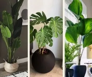 گیاهان آپارتمانی خاص جهت شکیل سازی دکوراسیون های مدرن/ گزینه شیک و درجه یک باسلیقه ها