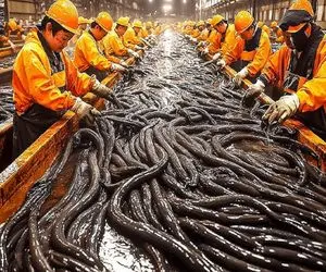 فرآوری مار؛ مارماهی و کاشت تو لجن زنده زنده پوستشو رنده کرد جون دادنش دلخراشه