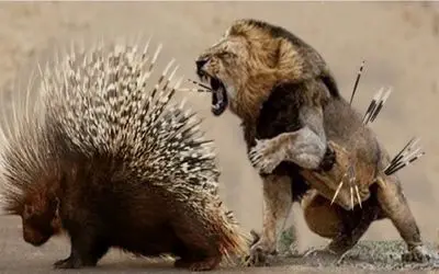 مستند حیات وحش؛ سرشکستگی شیر مقابل جوجه تیغی تیز