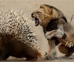 مستند حیات وحش؛ سرشکستگی شیر مقابل جوجه تیغی تیز