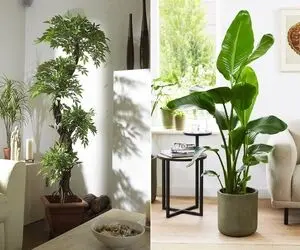 گیاهان آپارتمانی مدرن با قیافه ی لاکچری / خوشگلترین هایی که فضا رو لوکس و مجلل میکنن