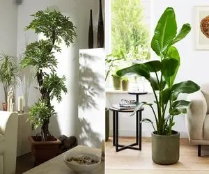 گیاهان آپارتمانی مدرن با قیافه ی لاکچری / خوشگلترین هایی که فضا رو لوکس و مجلل میکنن