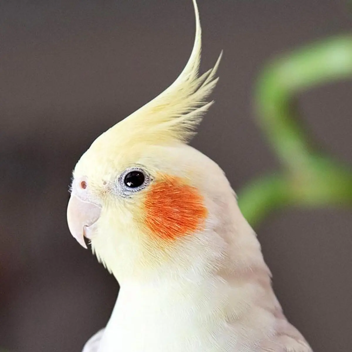 هلند3