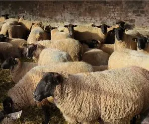 قیمت دام زنده امروز ۶ مرداد ۱۴۰۴ + جدول