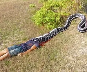 عجیب غریب ؛ به دام انداختن مار شونصد متری که ولی خیلی خنگ و شکم شل بود!