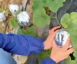 کشاورزی نوین؛ اگه کشاورزهای ایرانی این کارو با میوه ها کنن دیگه میوه گندیده درنمیاد
