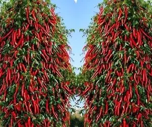 کشاورزی نوین؛ با خمیر دندون فلفل سیاه و قرمز و پیوند زدن درخش شده اندازه چنار