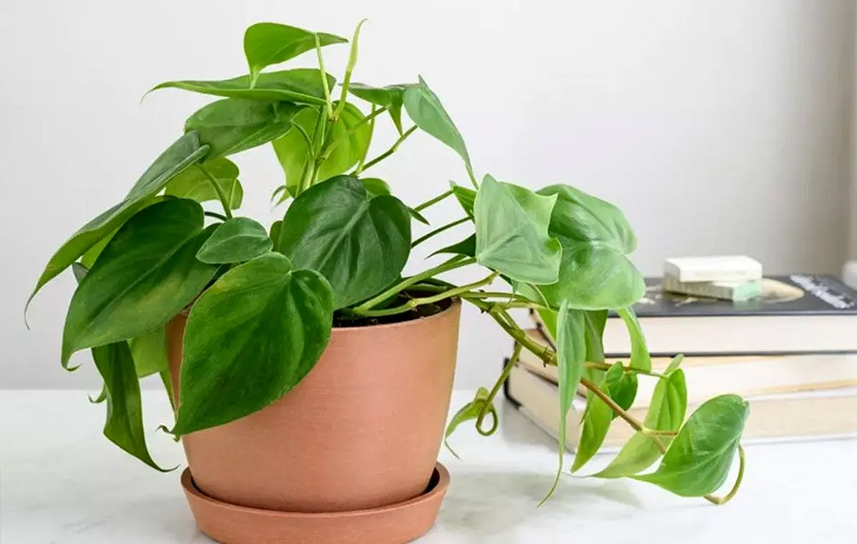 philodendron-7