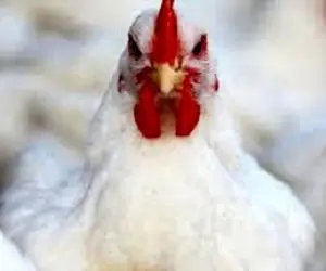 قیمت مرغ زنده امروز شنبه 25 بهمن 99 . مرغ گران شد