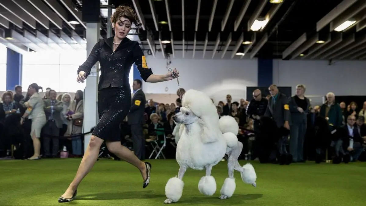 westminster-dog-show-poodle-ftr-021317jpg_w7w2ln1k2i9o1g8favv6t2lda