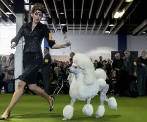 نمایش "سگ های درجه دار" تو وست مینستر 2022؛ هم مخوف و ترسناک هم لوس و گوگولی