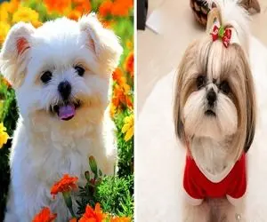 غذاهای مضر برای سگ؛ قاقالیلی هایی که شاید سگ ها عاشق خوردن اون ها باشن