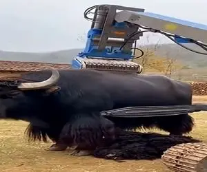 دامداری نوین؛ دستگاه انقد دقیق موهای بوفالو رو اصلاح کرد از آدمیزاد صد هیچ جلوئه