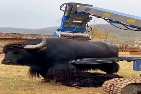 دامداری نوین؛ دستگاه انقد دقیق موهای بوفالو رو اصلاح کرد از آدمیزاد صد هیچ جلوئه