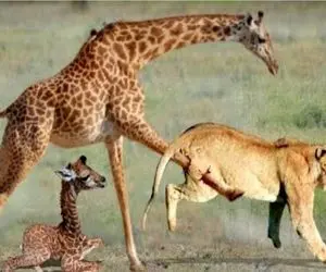 شاهکار حیات وحش؛ زرافه مادر دلیرانه از بچه درازش محافظت کرد