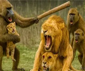 مستند حیات وحش؛ نبرد خلاقانه زور آرواره میان میمون و شیر برای توله دزدی