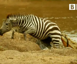 مستند حیات وحش؛ فرار بزرگ گورخر