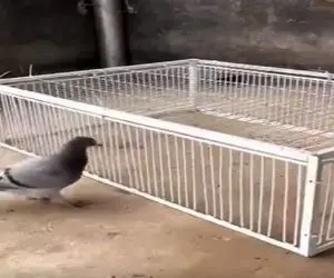 دامداری نوین؛ قفس گیرانداز پرنده ساختن به هوای دونه میرن توش میفتن تله نمیتونن دربیان