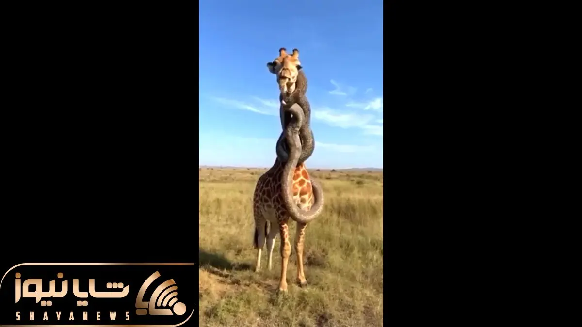 دیدنی راز بقا؛ صحنه جگرخراش که مار پیتون غول پیچید دور گردن زرافه چرا همه عکس میگیرن؟