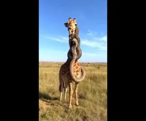 دیدنی راز بقا؛ صحنه جگرخراش که مار پیتون غول پیچید دور گردن زرافه چرا همه عکس میگیرن؟