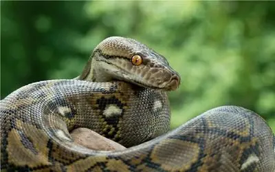 بدایع حیات وحش/مار خال خالی مرموزانه خزید و زهرخودشو ریخت کفتار از درد به خودش میپیچه