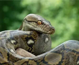 بدایع حیات وحش/مار خال خالی مرموزانه خزید و زهرخودشو ریخت کفتار از درد به خودش میپیچه