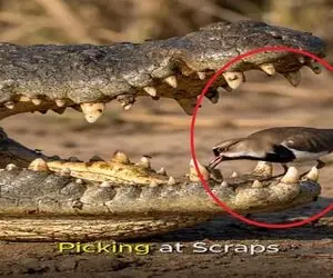 معماری طبیعت؛ پرنده دندونای کروکودیل رو مسواک میزنه اونم بِر و بِر نگاهش میکنه