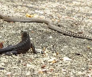 مستند حیات وحش؛ مار؛ ایگوانا