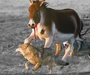 مستند حیات وحش/ خر پلنگ‌ها و گرگ‌های گرسنه را در یک نبرد وحشیانه نابود می‌کند