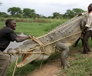 بدایع حیات وحش؛ تمساح سفاک موقع حمله به روستا توسط مردان شکار شد تا به سلاخخانه برود