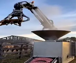 فرآوری شتر؛ رفقای شترها جلو چشمشون تبدیل به سوسیس 90 درصد گوشت میشن