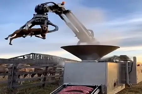 فرآوری شتر؛ رفقای شترها جلو چشمشون تبدیل به سوسیس 90 درصد گوشت میشن