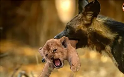 نبرد حیات وحش/ سگ وحشی انتقام کل خاندانش رو از شیر و توله اش میگیره