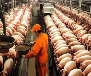 فرآوری خوک؛ خوک صورتیو تو کشتارگاه مثله کرد با گوشت بره چرخ و کوبیده زد