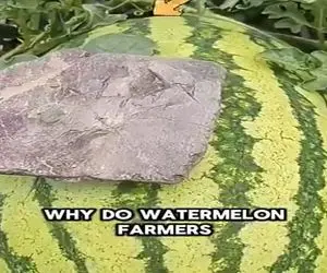 کشاورزی نوین؛ هندونه پرورش دادن یه دونه سنگ گذاشتن روش معجزه کرد رشدشون ۱۰ برابر شد