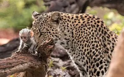 نبرد حیات وحش/پلنگ شبانه توله میمون را سرقت میکند تقلا و التماس مادر میمون جواب نمیده