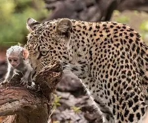نبرد حیات وحش/پلنگ شبانه توله میمون را سرقت میکند تقلا و التماس مادر میمون جواب نمیده