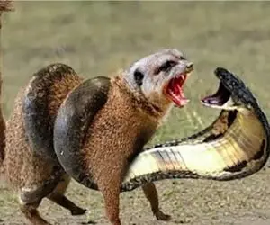 مستند حیات وحش؛ زورگویی و دریدگی مانگوس با جثه ریز شر کبری دد رو کند