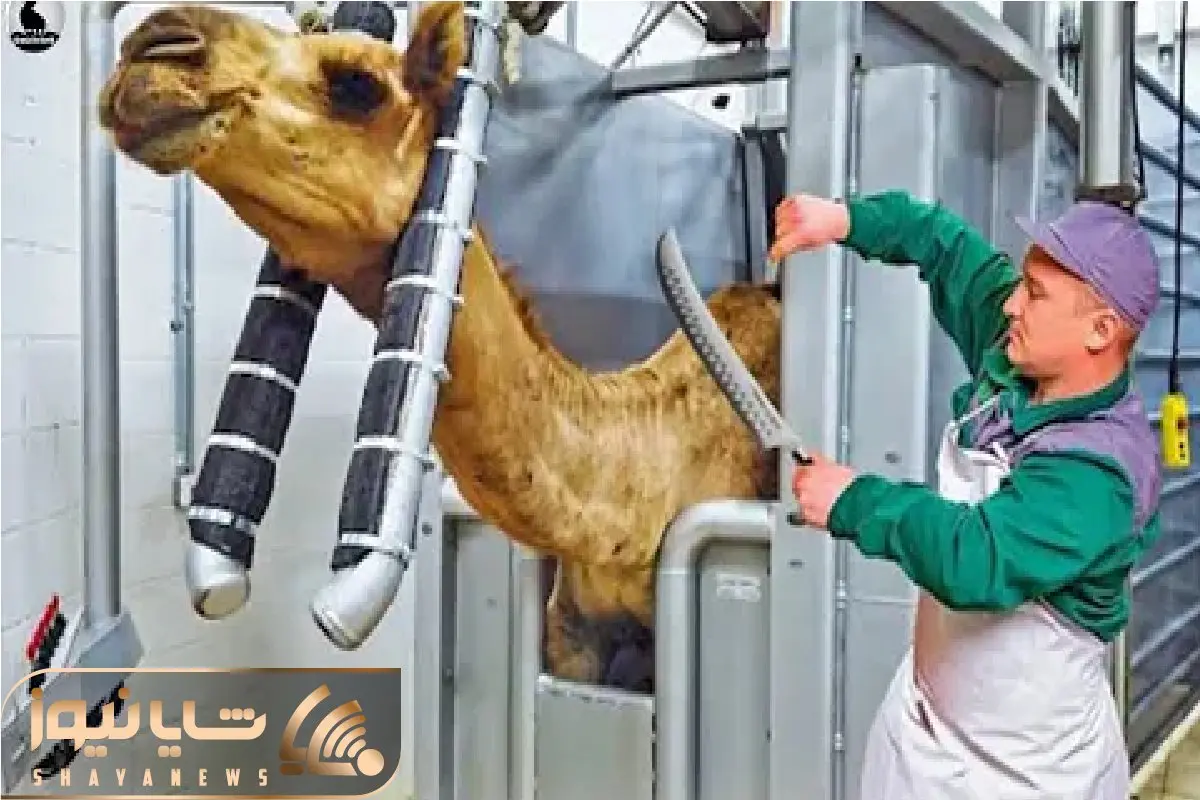 فرآوری شتر؛ شتر 80 ساله مستهلک پوست میکنن بکشن به سیخ 8 نسل سور بدن