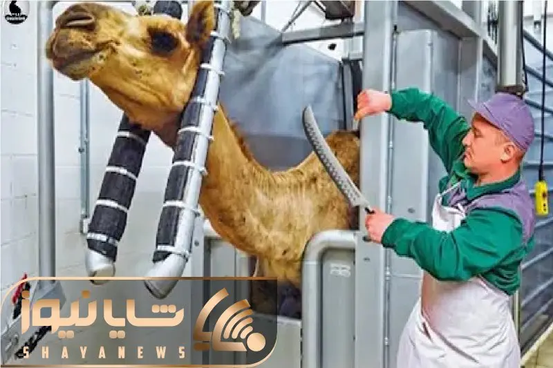 فرآوری شتر؛ شتر 80 ساله مستهلک پوست میکنن بکشن به سیخ 8 نسل سور بدن