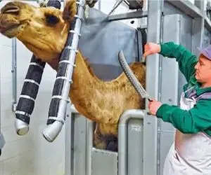 فرآوری شتر؛ شتر 80 ساله مستهلک پوست میکنن بکشن به سیخ 8 نسل سور بدن